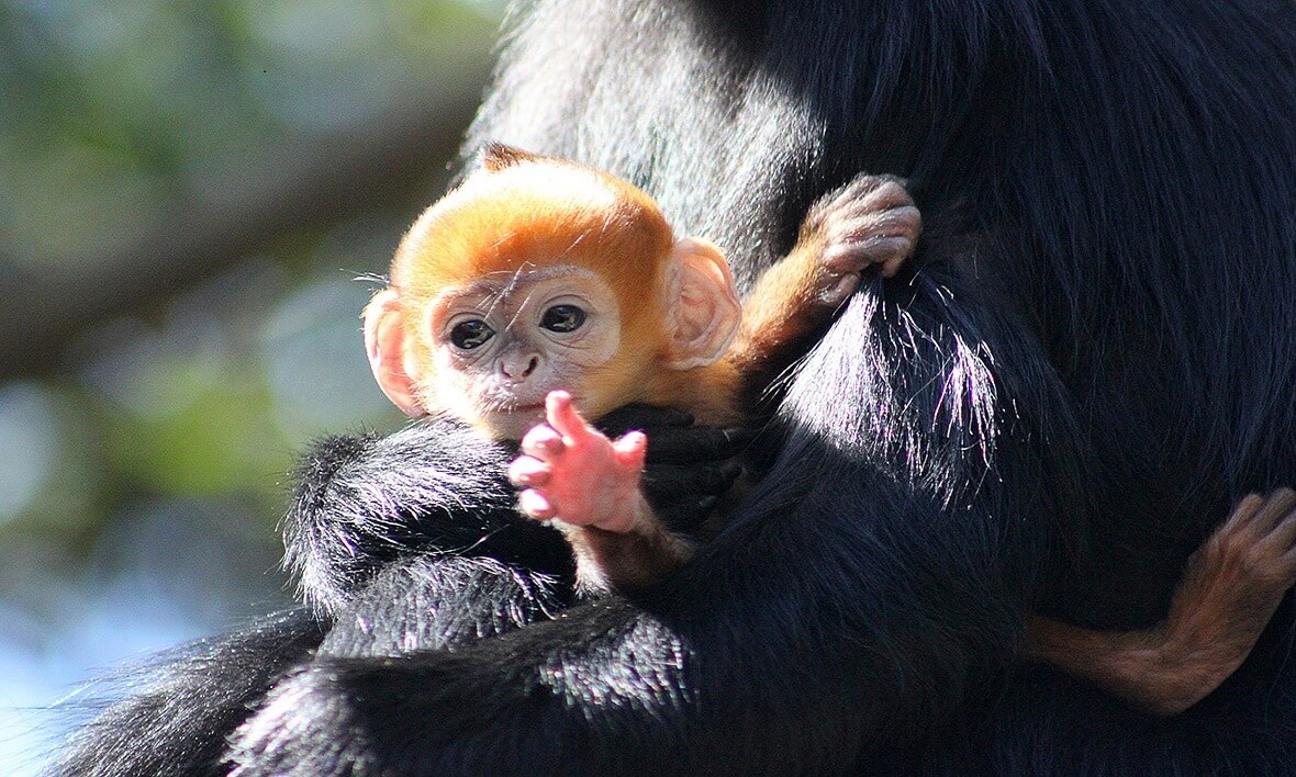 The Majestic Langurs of Cat Ba Island: A Pristine Haven for Wildlife